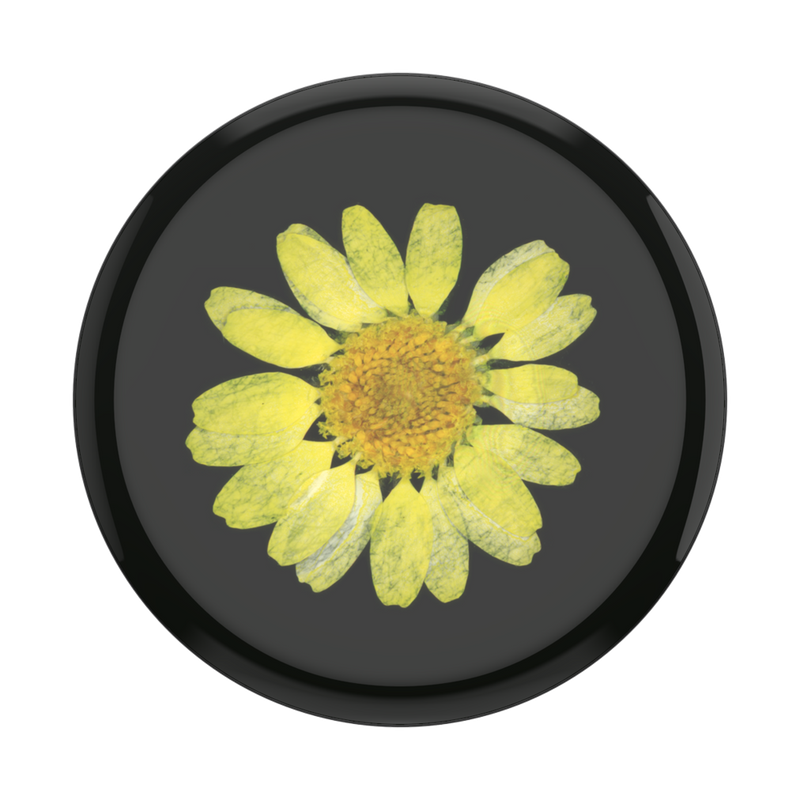 PopGrip Pressed Flower Yellow Daisy